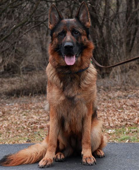 mittelwest s champion female german shepherds for sale