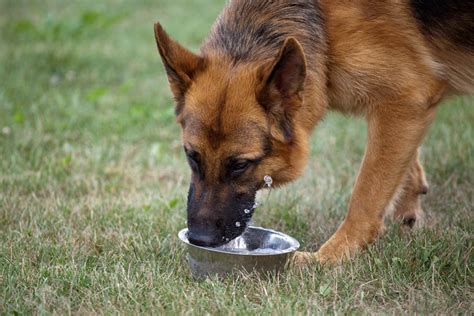 We did not find results for: Feeding Your Dog | Daily Care Of A Dog | Dogs | Guide | Omlet UK