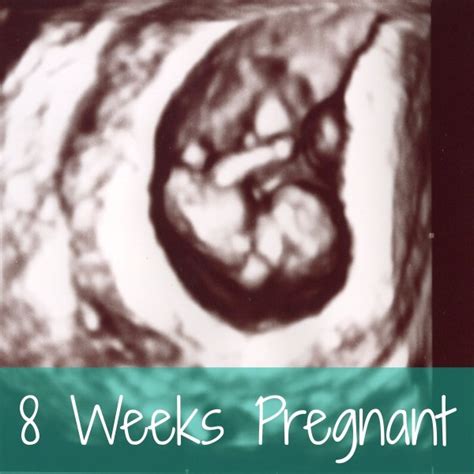 Learn more about what to expect at 8 weeks pregnant. 8 Weeks Pregnant :: and we are finally entering uncharted ...