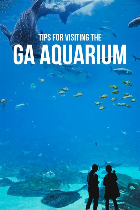 Best Things To Do At The Georgia Aquarium Downtown Atlanta Attractions