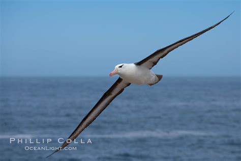 Black Browed Albatross In Flight Over The Ocean Thalassarche