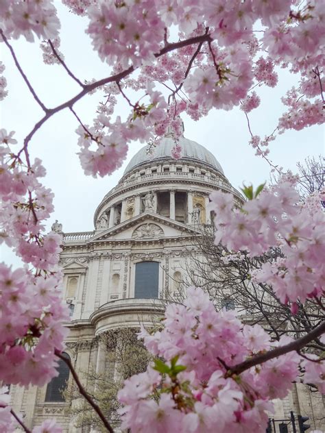 20 Pretty Spots To See Blossom In London