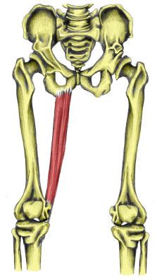 Lower back strengthening = core strengthening? Anatomy/Muscle List - Science Olympiad Student Center Wiki