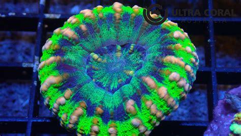 Scolymia Sp Ultra Coral Australia
