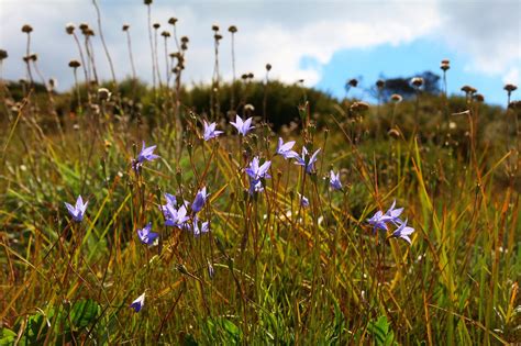 Best Time To See Wildflowers In Victoria 2024 When To See Roveme