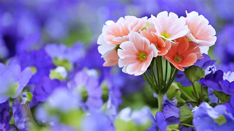 ❤ get the best hd flower wallpaper on wallpaperset. 4652 Flower HD Wallpapers | Background Images - Wallpaper ...