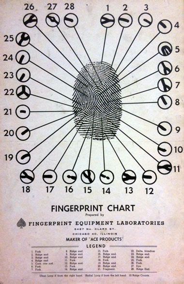 Fingerprint Chart Showing The Patterns That Make Up A Fingerprint