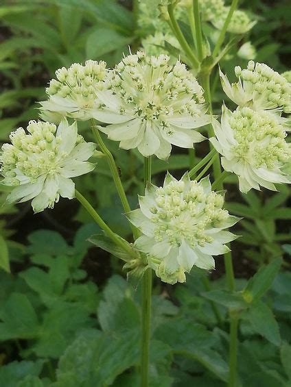 Astrantia ‘white Angel Vg Rare Plant Nursery