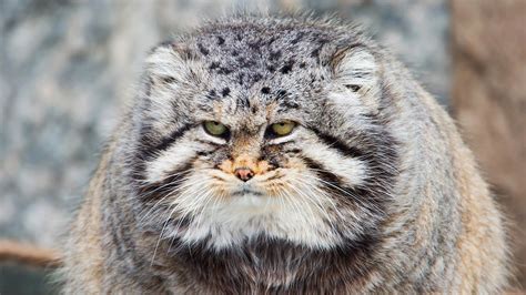 Facts About The Manul The Grumpiest Wild Cat In Russia Russia Beyond