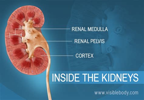 Urinary Kidney