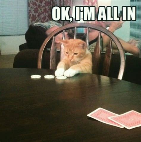 All the images collection is unique and special. I'm all in | Funny cat pictures, Cat memes, Cat memes clean