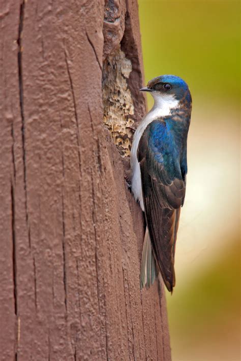 On the breeding grounds, warmer winter temperatures for tree swallows and less winter precipitation for barn and tree swallows in a given year were associated with earlier breeding, and for tree. Top 25 Wild Bird Photographs of the Week #19 - National ...