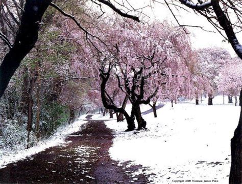 Japanese Cherry Blossom Tree In Winter Cultivating Trees