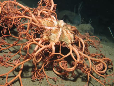 Egu Media Library First Deep Sea Species