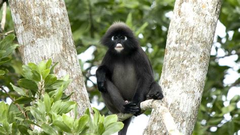 Provides a library of videos, images and factfiles on the world's endangered habitats and species, freely accessible online for private research and internal educational purposes. Malaysian Rainforest - Birds & Animals - YouTube