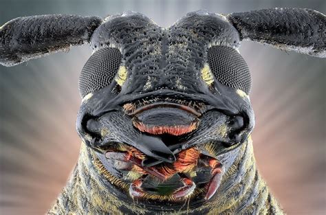 face your fears extreme creepy crawly close ups in pictures insect eyes pictures of