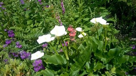 Edenva) is a visitor attraction in cornwall, england, uk. Inside eden project, Cornwall. | Eden project, Photo, My ...