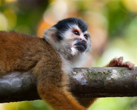 Avian Explorer Blog Archive Central American Squirrel Monkey