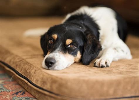 Gastroenteritis In Dogs Symptoms Causes Treatment And Faqs Petmd