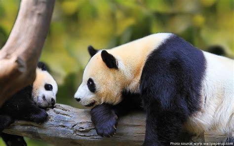 Interesting Facts About Pandas Just Fun Facts
