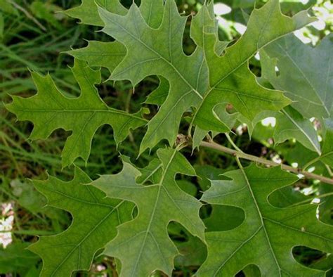 Quercus Palustris Euforgen European Forest Genetic Resources Programme