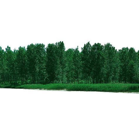 forest png 10 free Cliparts | Download images on Clipground 2021 png image