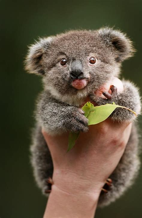 30 Cute Baby Animals That Will Make You Go ‘aww Fantastic88