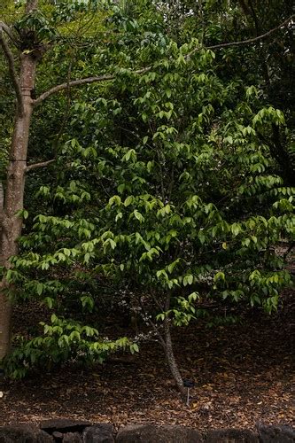 Phaleria Clerodendron Flowering Tree Habit Phaleria Cl Flickr