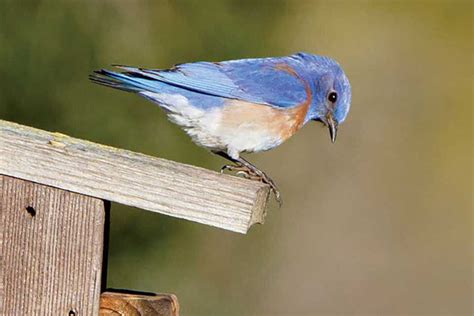 california bluebird recovery program mt diablo audubon society