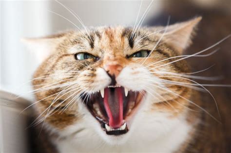 What Do Cats Hate It Might Be A Long List But Definitely These 3