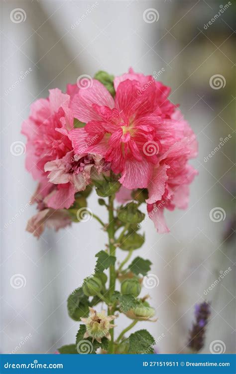 Closeup Of Pink Malva Sylvestris Flowers Growing In The Garden Stock