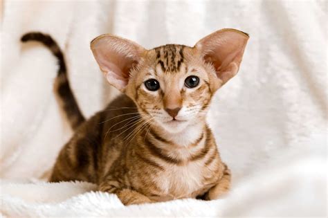 How Much Does An Oriental Shorthair Cost 2024 Price Guide