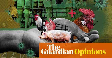 We Have To Wake Up Factory Farms Are Breeding Grounds For Pandemics
