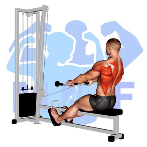 Seated Cable Row Your How To Guide For This Classic Exercise
