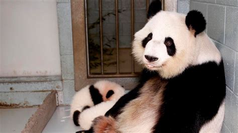 Rare Albino Panda Caught On Camera In China Al Arabiya English