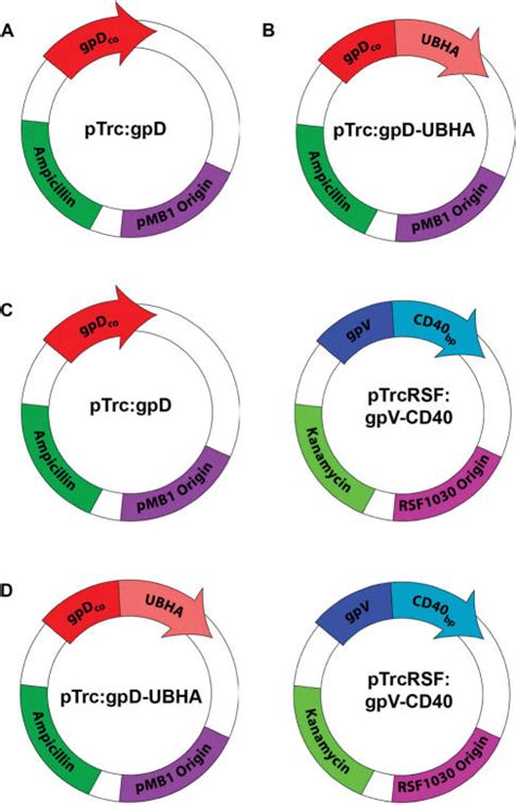 Expression Plasmids For The Production Of Bi Functional Phage