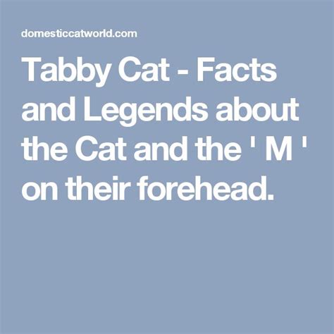 Tabby Cat Facts And Legends About The Cat And The M On Their