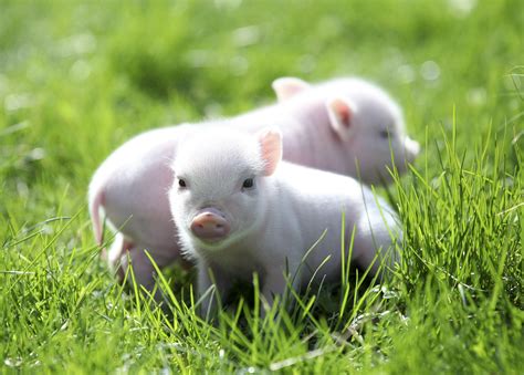 Miniature Pig Wallpapers Wallpaper Cave