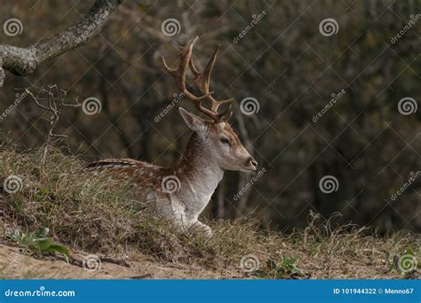 Fallow Deer During Mating Season Stock Photo Image Of Animal
