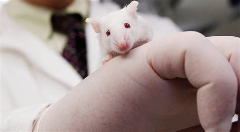 ‘super Smart Mice Might Help Cure Alzheimers And Schizophrenia