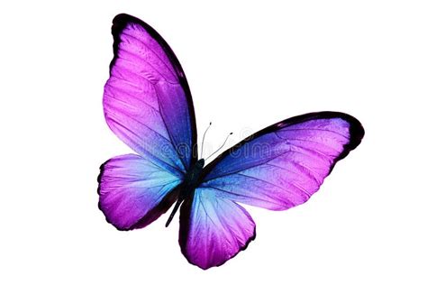 Beautiful Two Purple Butterflies Isolated On White Background Stock