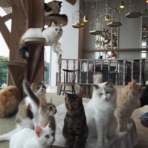 10 Cat Cafes In Tokyo To Hang Out With Cutest Cats Cat Cafe Japan