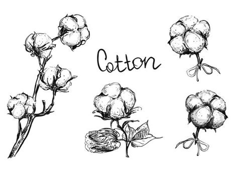 Drawing Of A Cotton Bolls Illustrations Royalty Free Vector Graphics