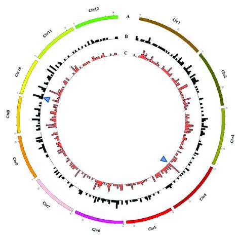 Genome Wide Characterization Of Mutations In Rice Induced By And Cibs