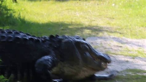 Massive Gator Eats Gator Polk County Fl Youtube