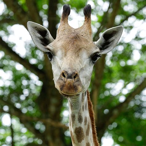 In season three, the year is 2027, and the world. Giraffe - Singapore Zoo | Wildlife Reserves Singapore