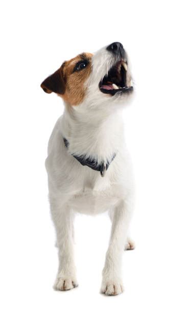 Best Dog Barking Stock Photos Pictures And Royalty Free Images Istock