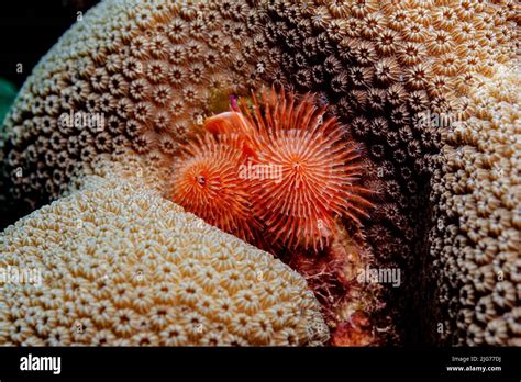 Christmas Tree Worm Of A Coral Bonaire Stock Photo Alamy