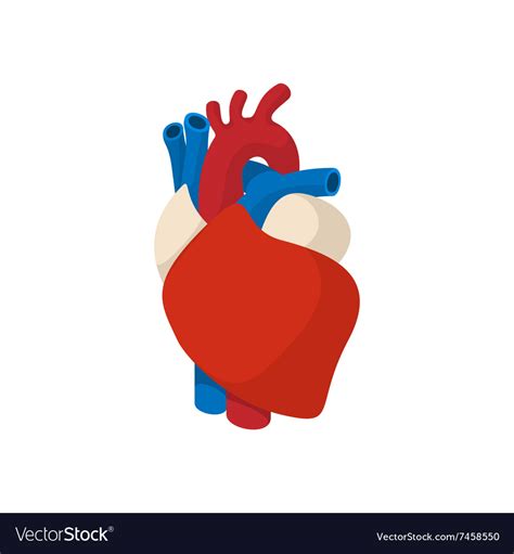 Human Heart Cartoon Icon Royalty Free Vector Image