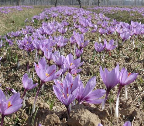 See full list on gardeningknowhow.com Saffron Benefits: Growing Saffron